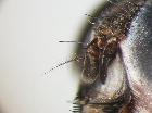 billaea zimini_antenna (M)