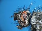 brachymera rugosa_capo (M)