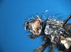 brachymera rugosa_capo