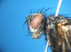 campylocheta inepta_capo (M)