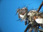 campylocheta praecox_capo