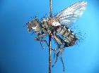 campylocheta praecox_habitus (M)