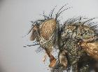 campylocheta similis_capo (M)
