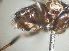 catharosia claripennis_addome (F) in visione laterale