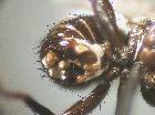 catharosia claripennis_addome (F) in visione ventrale