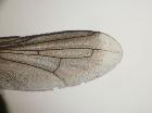 catharosia flavicornis_ala