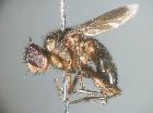 catharosia flavicornis_habitus (M)
