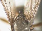 catharosia flavicornis_scutello