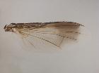 catharosia pygmaea_ala dx dorsale