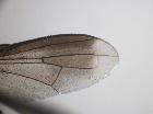catharosia pygmaea_ala