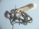 catharosia pygmaea_habitus (M)