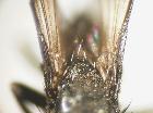 catharosia pygmaea_scutello