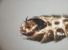 catharosia pygmaea_terminali femminili in visione latero-ventrale