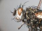chaetovoria antennata_capo (M)