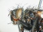 chetogena aegyptiaca_capo (M)