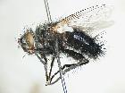 chetogena aegyptiaca_habitus (M)