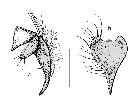 chetogena alpestris_complesso epandriale (M) laterale(a) cerci posteriore(b) scala 0,5mm