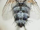 chetogena cercosa_addome (M)