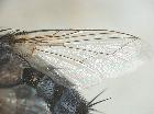 chetogena cercosa_ala