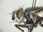 chetogena cercosa_capo (M)
