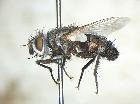 chetogena cercosa_habitus (M)