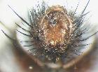 chetogena cercosa_sincerco (M) 2