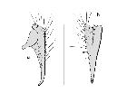 chetogena filipalpis_complesso epandriale (M) laterale(a) cerci posteriore(b) scala 0,5mm
