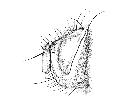 chetogena janithrix_capo (M) laterale scala 1mm