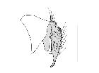 chetogena janithrix_complesso epandriale (M) laterale scala 0,5mm
