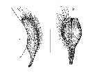 chetogena media_cerci (M) laterale(a) posteriore(b) scala 0,5mm