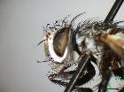 chetogena nigrofasciata_capo
