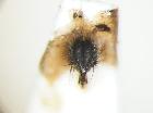 chetogena nigrofasciata_terminali maschili 2