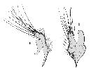 chetogena obliquata_complesso epandriale (M) laterale(a) cerci posteriore(b) scala 0,5mm