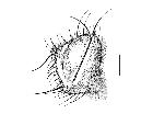 chetogena rondaniana_capo (M) laterale scala 1mm