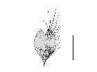 chetogena rondaniana_cerci (M) posteriore scala 0,5mm