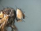chetoptilia puella_capo (F)