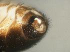 cistogaster mesnili_dettaglio cerco sinistro