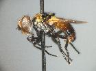 cistogaster mesnili_habitus