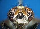 clytiomya continua_capo (frontale)
