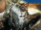 clytiomya continua_catepisterno