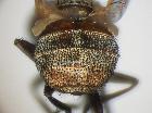 clytiomya dupuisi_addome (holotype)