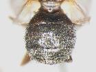 clytiomya dupuisi_addome (paratype F)