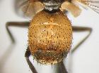 clytiomya dupuisi_addome (paratype M)