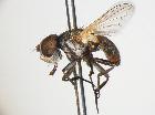 clytiomya dupuisi_habitus (holotype)