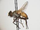 clytiomya dupuisi_habitus (paratype M)