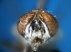 clytiomya mesnili_capo (frontale)