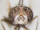 clytiomya mesnili_capo in visione frontale (holotype)