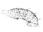 cylindromyia auriceps_addome (F) laterale scala 1mm