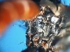cylindromyia bicolor_area postmetacoxale (M)