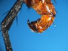 cylindromyia bicolor_terminali (F)